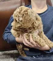 Boy Needs a Name, a male Poodle - Toy  and Poodle - Miniature  for sale in Citrus Heights, CA – Photo 7 of 9