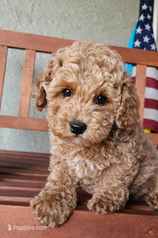 Boy Needs a Name – Poodle - Toy , Poodle - Miniature  puppy for sale in Citrus Heights, CA