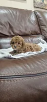 Baby girl , a female Poodle - Toy  and Poodle - Miniature  for sale in Citrus Heights, CA – Photo 2 of 4