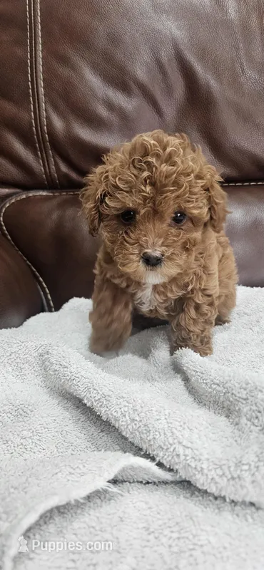 Baby girl , a female Poodle - Toy  and Poodle - Miniature  for sale in Citrus Heights, CA – Photo 1 of 4