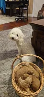 Baby girl , a female Poodle - Toy  and Poodle - Miniature  for sale in Citrus Heights, CA – Photo 3 of 4