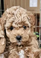 Boy no name, a male Poodle - Toy  and Poodle - Miniature  for sale in Citrus Heights, CA – Photo 1 of 4