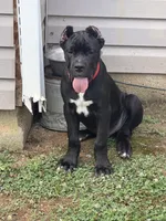 Bear , a male Cane Corso for sale in Atlanta, GA – 6 of 10