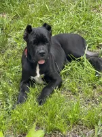 Bear , a male Cane Corso for sale in Atlanta, GA – 5 of 10