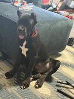Bear , a male Cane Corso for sale in Atlanta, GA – 9 of 10
