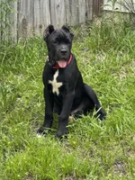 Bear , a male Cane Corso for sale in Atlanta, GA – 7 of 10