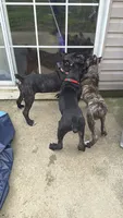 Bear , a male Cane Corso for sale in Atlanta, GA – 2 of 10