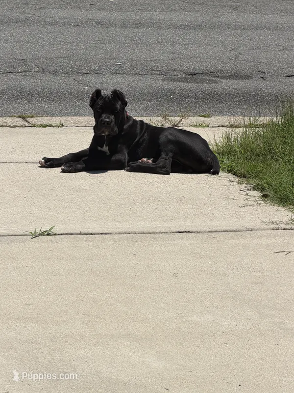 Bear  – Cane Corso puppy for sale in Atlanta, GA