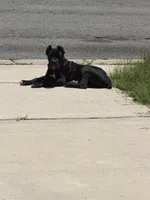 Bear , a male Cane Corso for sale in Atlanta, GA – 1 of 10