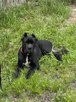 Bear , a male Cane Corso for sale in Atlanta, GA – 10 of 10