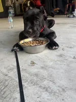 Bear , a male Cane Corso for sale in Atlanta, GA – 4 of 10