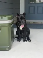 Bear , a male Cane Corso for sale in Atlanta, GA – 8 of 10