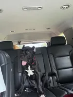 Bear , a male Cane Corso for sale in Atlanta, GA – 3 of 10