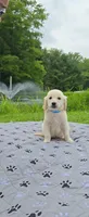 Golden Sweethearts, a female English Cream Golden Retriever for sale in Rock Creek, OH – 1 of 2