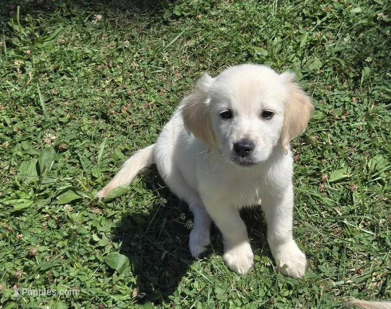 Golden cuties – English Cream Golden Retriever puppy for sale in Rock Creek, OH