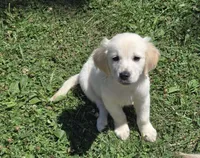 Golden cuties, a male English Cream Golden Retriever for sale in Rock Creek, OH – 1 of 1