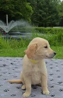Golden boys, a male Golden Retriever for sale in Rock Creek, OH – 2 of 4