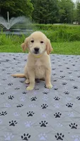 Golden boys, a male Golden Retriever for sale in Rock Creek, OH – 3 of 4