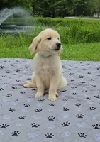 Golden boys, a male Golden Retriever for sale in Rock Creek, OH – 4 of 4