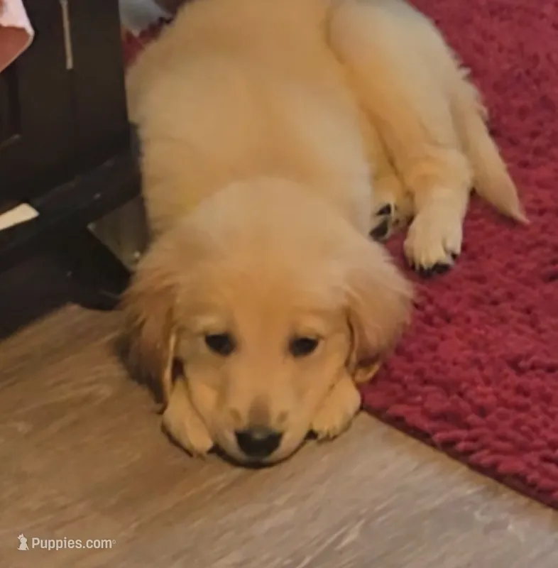 Golden boys – Golden Retriever puppy for sale in Rock Creek, OH