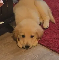Golden boys, a male Golden Retriever for sale in Rock Creek, OH – 1 of 4