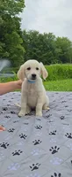 Golden Sweethearts, a female English Cream Golden Retriever for sale in Rock Creek, OH – 2 of 2