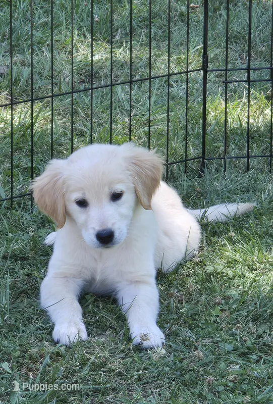 Golden Girlies – Golden Retriever puppy for sale in Rock Creek, OH