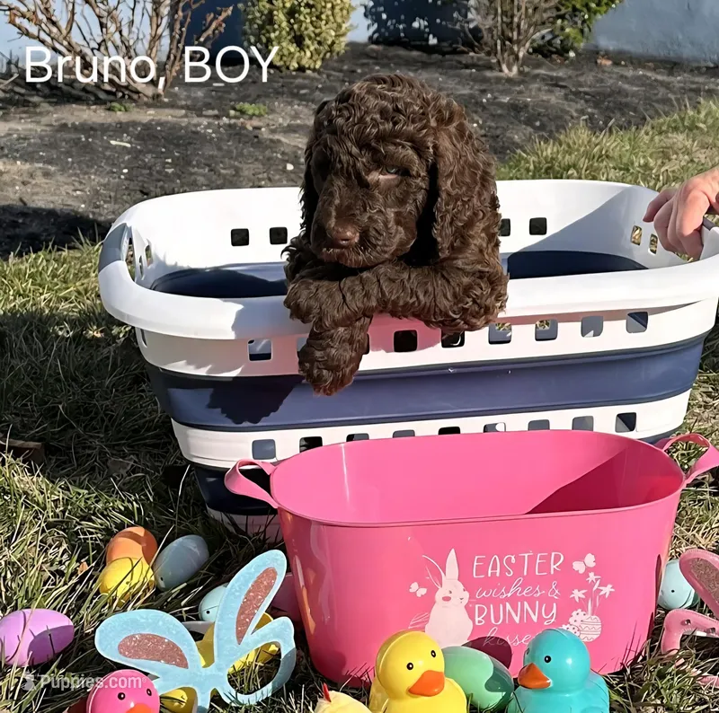 Bruno – Labradoodle puppy for sale in Villas, NJ