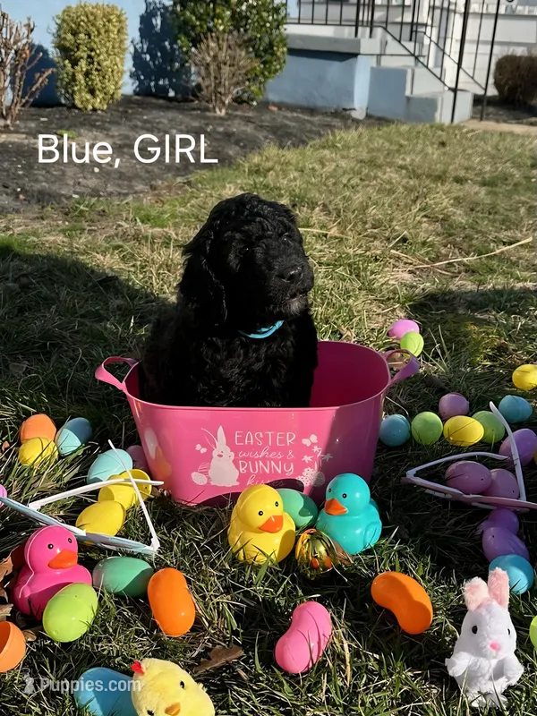Blue – Labradoodle puppy for sale in Villas, NJ