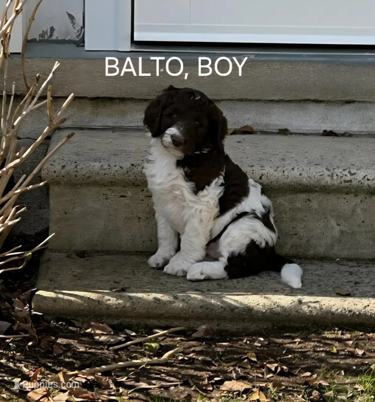 Balto – Labradoodle puppy for sale in Villas, NJ