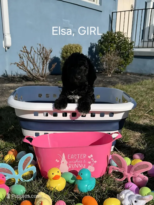 Elsa – Labradoodle puppy for sale in Villas, NJ