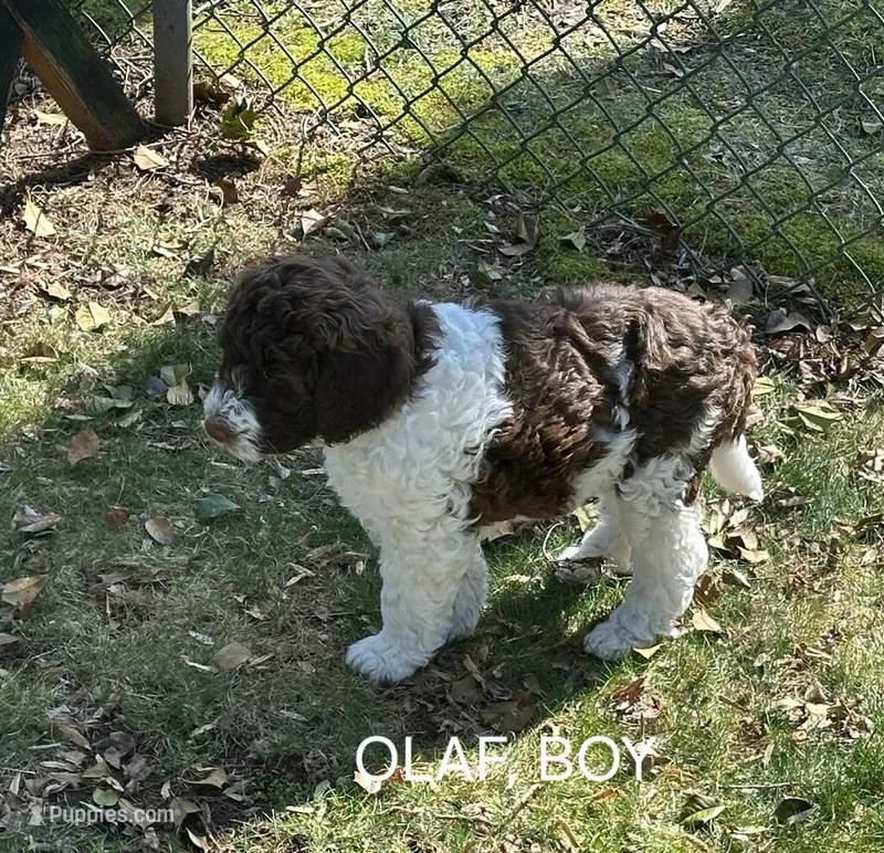 Olaf – Labradoodle puppy for sale in Villas, NJ