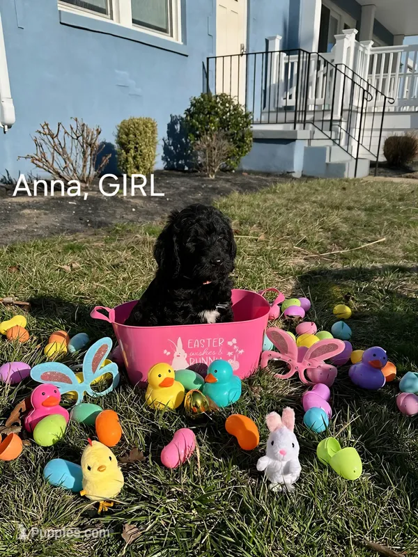 Anna – Labradoodle puppy for sale in Villas, NJ