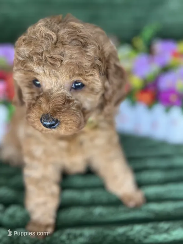 Ryker – Poodle - Miniature  puppy for sale in Neola, UT