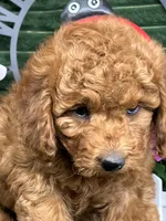 Baxter, a male Poodle - Miniature  for sale in Neola, UT – 2 of 10