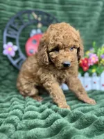 Baxter, a male Poodle - Miniature  for sale in Neola, UT – 1 of 10