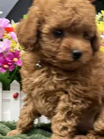 Barney, a male Poodle - Miniature  for sale in Neola, UT – 2 of 10