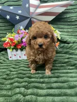 Barney, a male Poodle - Miniature  for sale in Neola, UT – 8 of 10