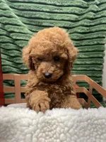 Blake, a male Poodle - Miniature  for sale in Neola, UT – 4 of 7