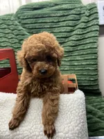 Blake, a male Poodle - Miniature  for sale in Neola, UT – 1 of 7