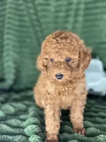 Rover, a male Poodle - Miniature  for sale in Neola, UT – 1 of 8