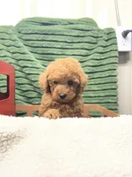 Blake, a male Poodle - Miniature  for sale in Neola, UT – 2 of 7