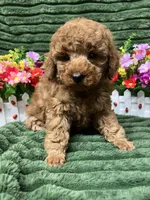 Ryker, a male Poodle - Miniature  for sale in Neola, UT – 3 of 8
