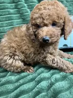 Rover, a male Poodle - Miniature  for sale in Neola, UT – 6 of 8