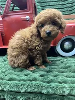 Blake, a male Poodle - Miniature  for sale in Neola, UT – 5 of 7