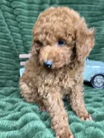 Rover, a male Poodle - Miniature  for sale in Neola, UT – 8 of 8