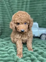 Rover, a male Poodle - Miniature  for sale in Neola, UT – 2 of 8
