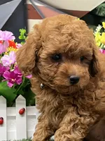 Barney, a male Poodle - Miniature  for sale in Neola, UT – 3 of 10