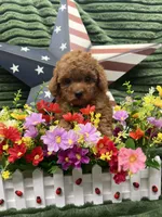 Barney, a male Poodle - Miniature  for sale in Neola, UT – 6 of 10