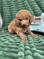 Rover, a male Poodle - Miniature  for sale in Neola, UT – 7 of 8